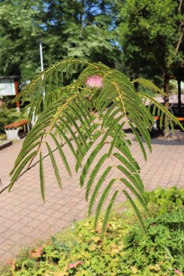Albizia julibrissin - kapinice, perská akacie - listy